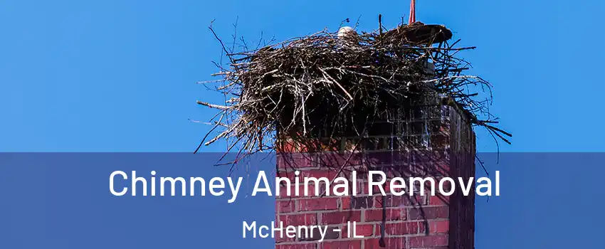  Chimney Animal Removal McHenry - IL