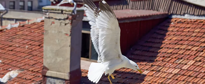 Residential Chimney Animal Removal Solution in McHenry, IL